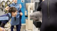 A beluga whale smiles inside a CT scanner