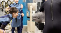 A beluga whale smiles inside a CT scanner