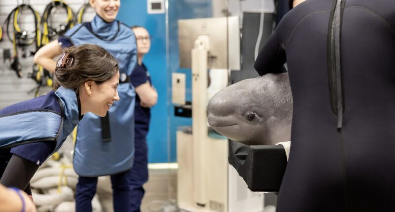 A beluga whale smiles inside a CT scanner