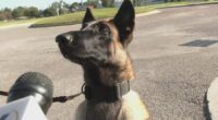 Richmond Co. Sheriff’s Office Celebrates New K-9 Graduates
