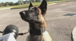 Richmond Co. Sheriff’s Office Celebrates New K-9 Graduates