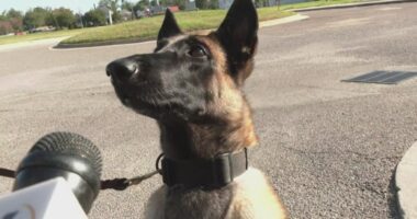 Richmond Co. Sheriff’s Office Celebrates New K-9 Graduates