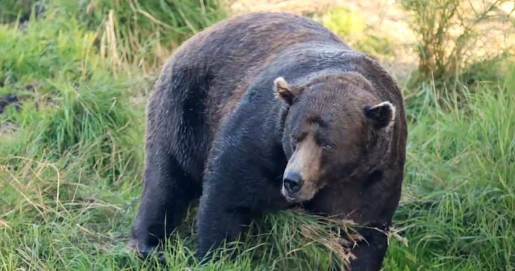 Scarred and broken-jawed, '32 Chunk' is 2025's 'Fat Bear Week' winner