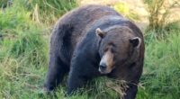 Scarred and broken-jawed, '32 Chunk' is 2025's 'Fat Bear Week' winner
