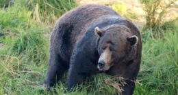 Scarred and broken-jawed, '32 Chunk' is 2025's 'Fat Bear Week' winner
