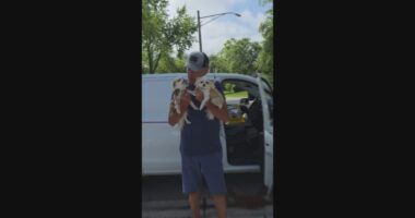 Tiny dog Frannie's big impact: Donations pour in to help other pups