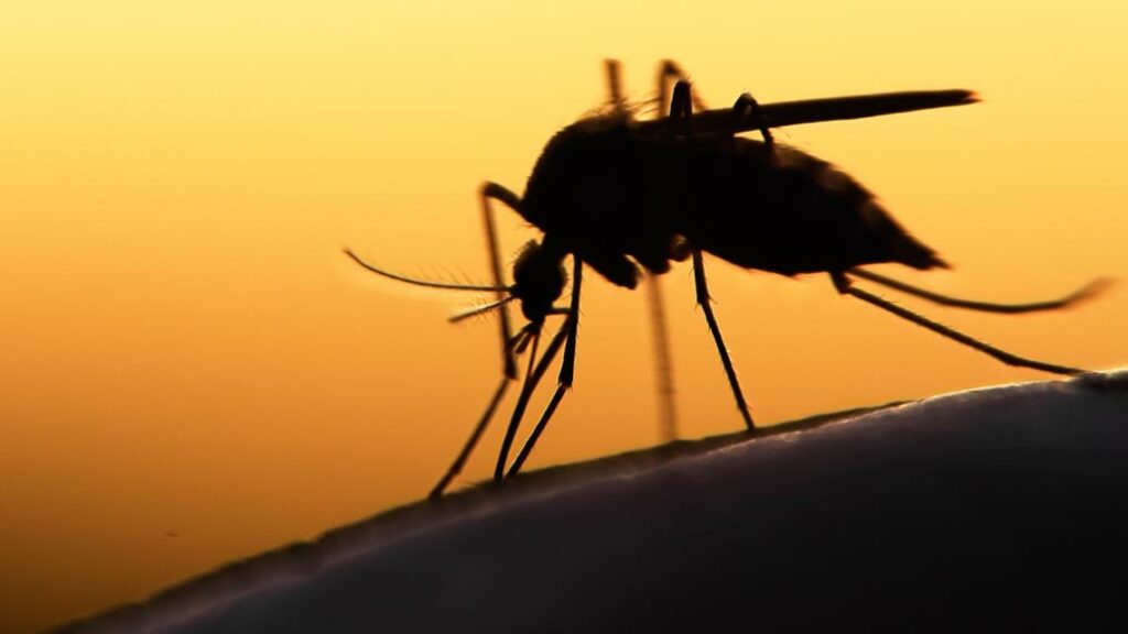 West Nile virus in Missouri: 3 killed, 15 hospitalized