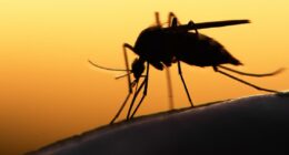 West Nile virus in Missouri: 3 killed, 15 hospitalized