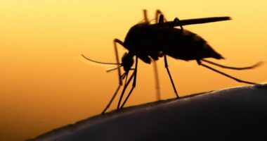 West Nile virus in Missouri: 3 killed, 15 hospitalized