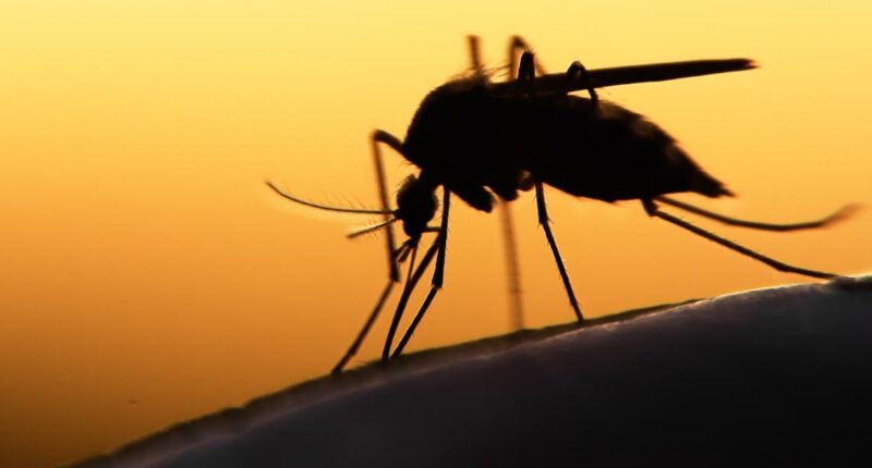 West Nile virus in Missouri: 3 killed, 15 hospitalized