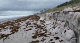 ‘Beat up by the wind and waves:’ Brevard beaches suffer erosion after week of hurricane swells
