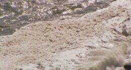 'Asleep at the wheel': Senate inquiry scathing of response to toxic algae