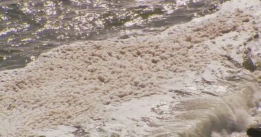 'Asleep at the wheel': Senate inquiry scathing of response to toxic algae