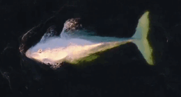 A﻿ rare white humpback whale has been spotted defying migration habits off the NSW South Coast.
