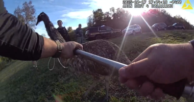 'Fight him with a stick': Watch as Ohio authorities try to catch 'wayward' emu