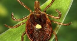 A Lone Star tick, which despite its Texas-sounding name, is found mainly in the south-east of the US.