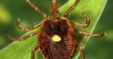 A Lone Star tick, which despite its Texas-sounding name, is found mainly in the south-east of the US.