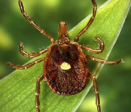 A Lone Star tick, which despite its Texas-sounding name, is found mainly in the south-east of the US.