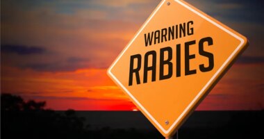 6 people, 8 dogs exposed to rabid animals in the Upstate