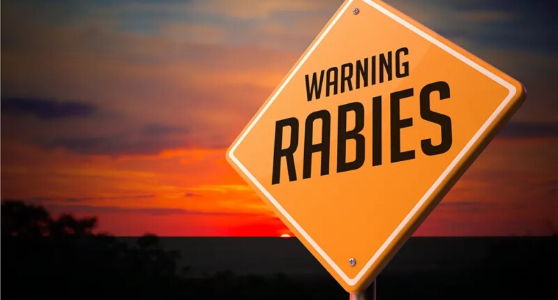 6 people, 8 dogs exposed to rabid animals in the Upstate