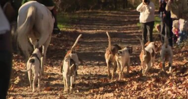 Aiken gathers for Blessing of the Hounds