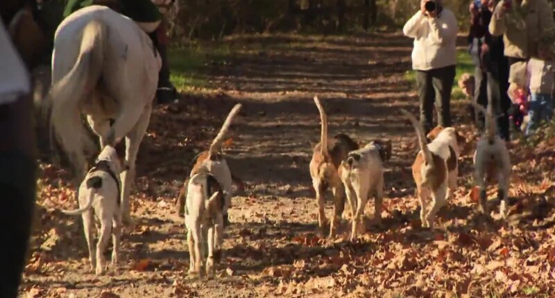 Aiken gathers for Blessing of the Hounds