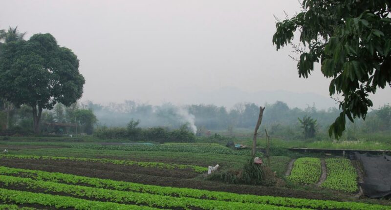 An American man and his son die after suffering stings from a swarm of wasps while ziplining in Laos