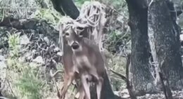 An ’emo’ deer was spotted in a Texas town, but wildlife experts say he’s fine