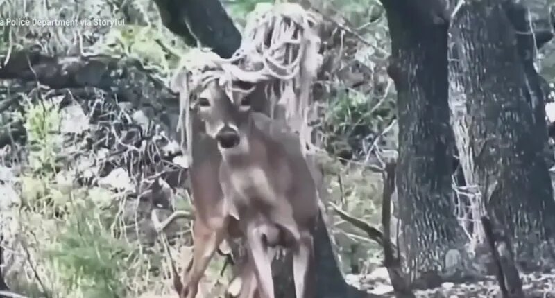 An ’emo’ deer was spotted in a Texas town, but wildlife experts say he’s fine