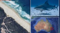Australian woman killed in shark attack at Crowdy Bay National Park