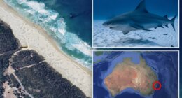 Australian woman killed in shark attack at Crowdy Bay National Park