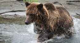 The Bella Coola area is known for its grizzly bears.