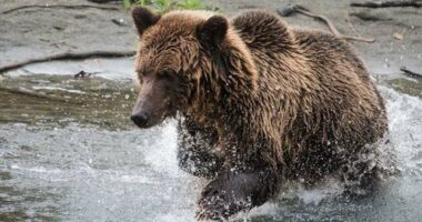 The Bella Coola area is known for its grizzly bears.