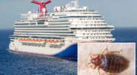 Carnival Cruise Line passengers sue, alleging they woke up with more than 30 bites from bed bugs