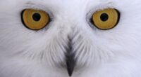 Chicago's North Side Now Buzzing With Snowy Owl Sightings