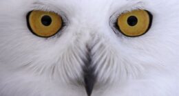 Chicago's North Side Now Buzzing With Snowy Owl Sightings