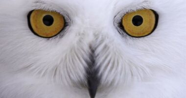 Chicago's North Side Now Buzzing With Snowy Owl Sightings