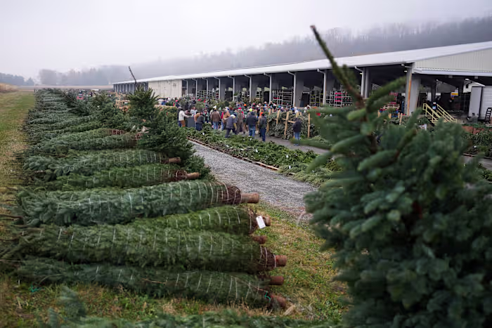 Christmas tree retailers find lots to like at a Pennsylvania wholesale auction