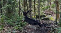 Colorado woman injured bull moose attack while walking unleashed dog