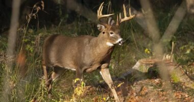 Do you have a constitutional right to hunt and fish in your state?