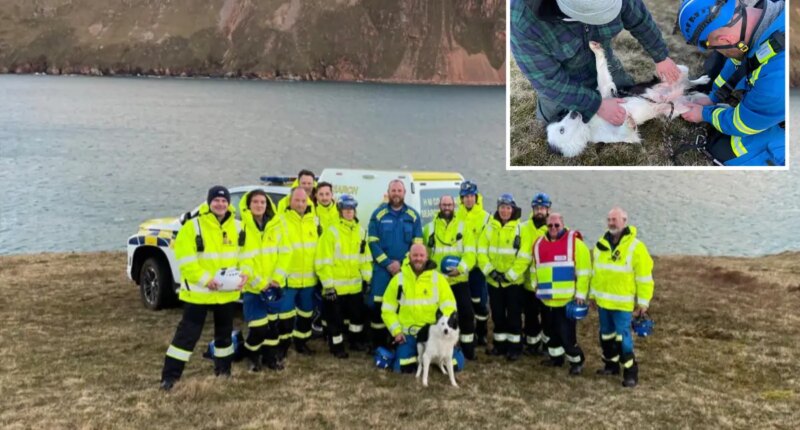 Dog 'remarkably unscathed' after falling 100 feet down Scottish cliff