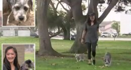 Dog rushed to vet after ingesting methamphetamine during walk in park