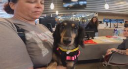 Dozens camp overnight at Jacksonville ACPS for a shot at a free dachshund adoption