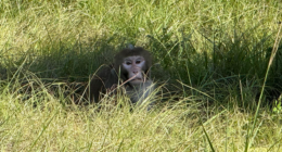 Escaped monkey captured by authorities days after truck crash flips vehicle in Mississippi