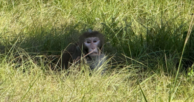 Escaped monkey captured by authorities days after truck crash flips vehicle in Mississippi