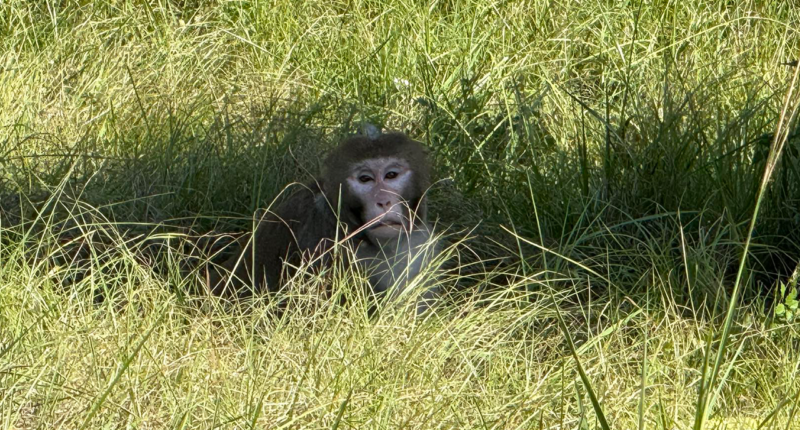 Escaped monkey captured by authorities days after truck crash flips vehicle in Mississippi