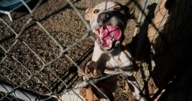 Families on SNAP worry about not just feeding themselves but also their pets