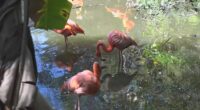 Flocking to Florida: Flamingo numbers are growing in the Sunshine State