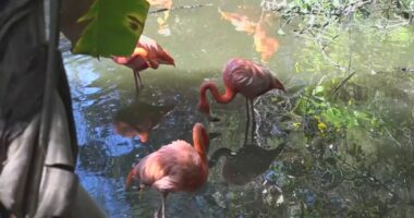 Flocking to Florida: Flamingo numbers are growing in the Sunshine State