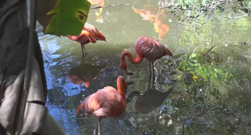 Flocking to Florida: Flamingo numbers are growing in the Sunshine State